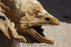 Dry murena find on the beach  around 6:00 am  
Spot: Sou... by Stefano Graziano 